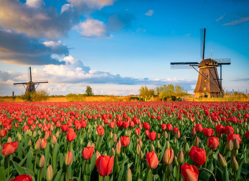 Keukenhof Gardens image 1